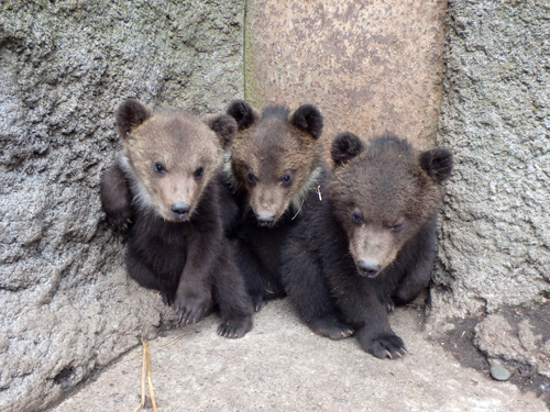 3頭のこぐま こぐまの秘密大公開 5月12日 13日実施 のぼりべつクマ牧場 公式サイト