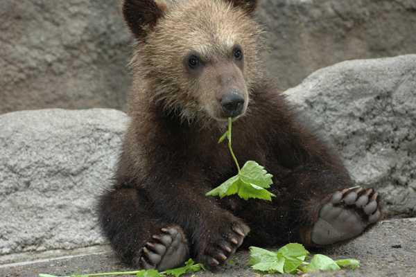 のぼりべつクマ牧場 公式サイト 北海道の登別温泉街よりロープウェイ約7分