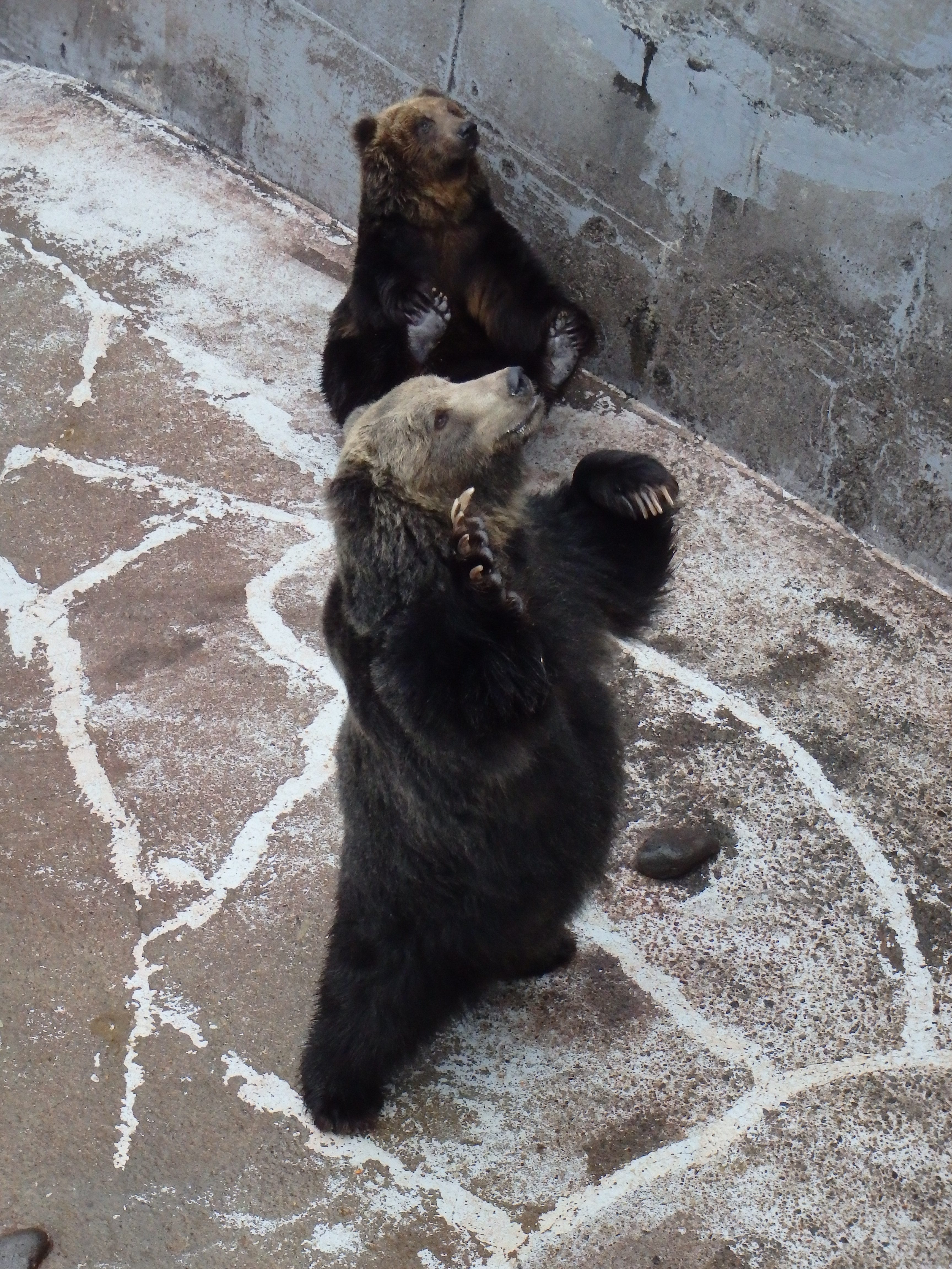 クマのスゴ技～「おやつアピール」から学ぶクマの能力～(1月14日、15日 