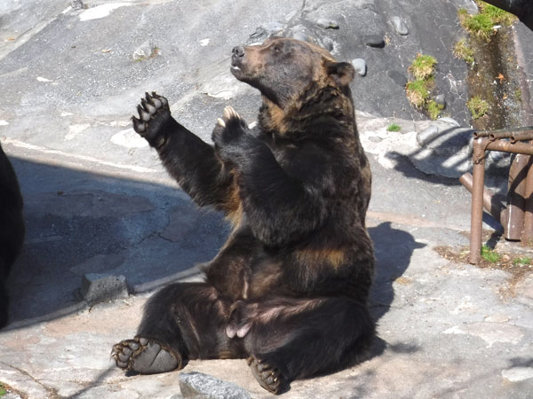 のぼりべつクマ牧場 公式サイト 北海道の登別温泉街よりロープウェイ約7分