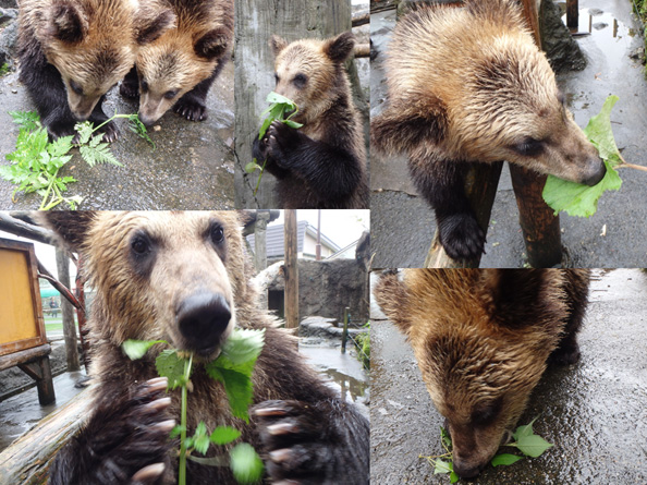 クマの食生活 北海道のクマは何を食べる 9月8日 9日実施 のぼりべつクマ牧場 公式サイト