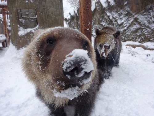 冬ごもり 北海道に生きるクマの知恵 12月8日 9日実施 のぼりべつクマ牧場 公式サイト