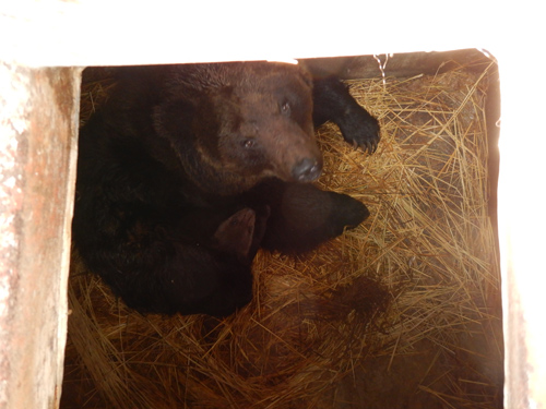 冬ごもり 北海道に生きるクマの知恵 12月8日 9日実施 のぼりべつクマ牧場 公式サイト