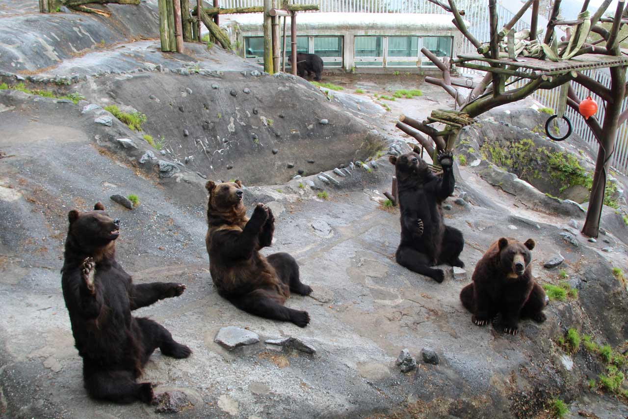個性豊かなクマ達がのびのびと暮らす動物園 のぼりべつクマ牧場 公式サイト
