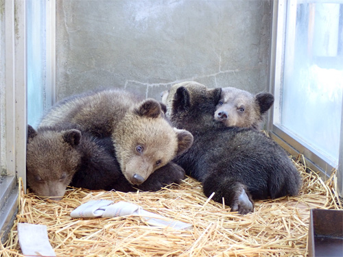 5頭のこぐま～なかよしは世代を超えて～(5月11日・12日実施） | のぼりべつクマ牧場 公式サイト