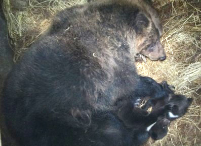 ヒグマの出産（12月14日・15日実施） | のぼりべつクマ牧場 公式サイト