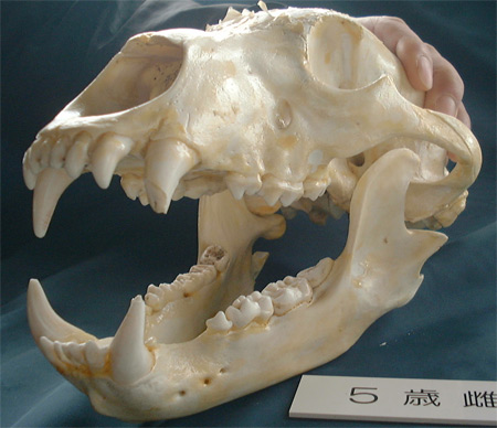 ツキノワグマの専用　　　頭蓋骨　月の輪熊骨格　希少コレクション