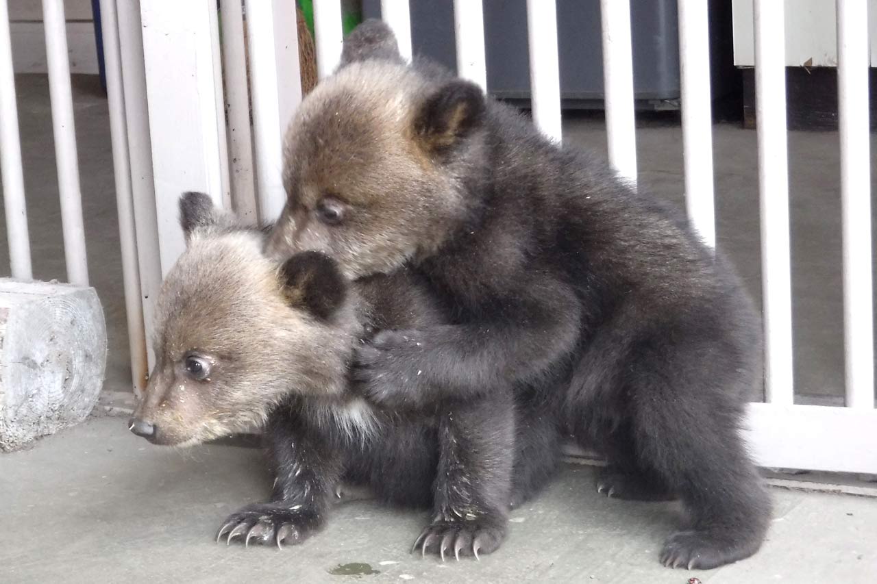 個性豊かなクマ達がのびのびと暮らす動物園 | のぼりべつクマ牧場 公式