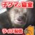 子グマの寝室ライブカメラ　17:00頃より連日ライブ配信予定！