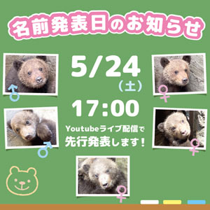 子グマの名前発表日についてのお知らせ