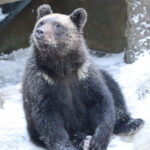 カント（オス）