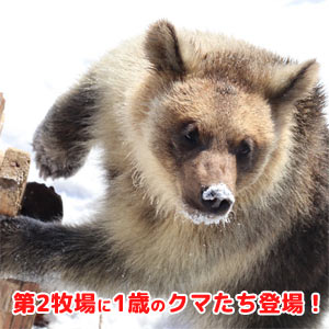 第2牧場に2025年生まれの子グマ達が登場予定!