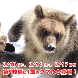 2/10(火)、2/14(土)、2/17(火)　第2牧場に2025年生まれの子グマ達が登場予定！