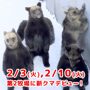 2/3(火)・2/10(火)、第2牧場に2025年生まれの子グマ達が登場予定!