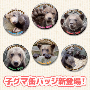 数量限定 2025年生まれの子グマ達の缶バッジが登場!