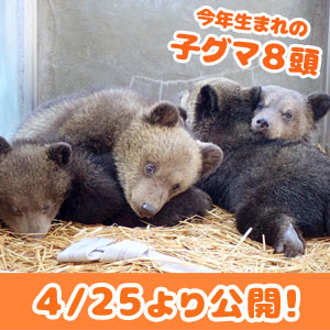 4/25より今年の子グマ8頭がお披露目!