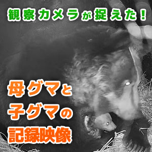 2026年 子グマ誕生 ― 母グマ「ハル」と過ごす産室の記録映像