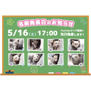 子グマの名前発表日についてのお知らせ