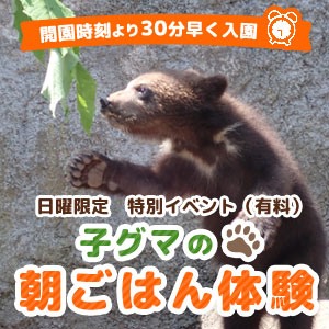 体験イベント『子グマの朝ごはん体験』（人数限定　前日17:00までに専用チケット購入が必要）
