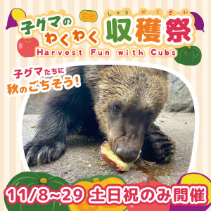 子グマのイベント「わくわく収穫祭」 11/8～11/29 土日祝に開催！
